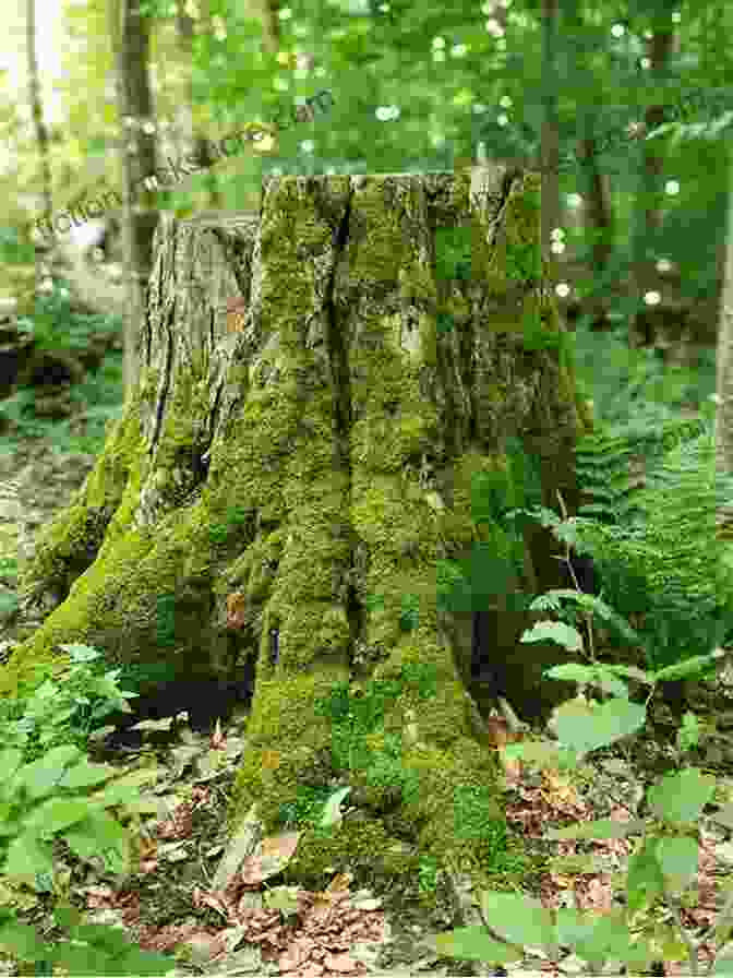 Ancient Tome Lying Open On A Moss Covered Tree Stump, Revealing Illuminated Pages Filled With The Lore Of The Secret Commonwealth Secret Commonwealth Of Elves Fauns And Fairies